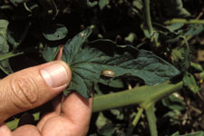 leaf with bug