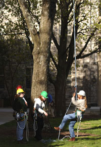 Wood Science tree climbing project