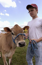 Student with Jersey cow