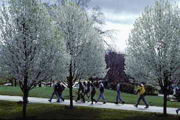 trees_in_bloom