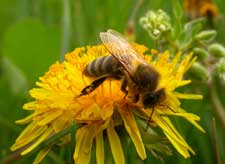 bee on flower