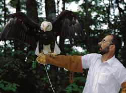 bald eagle and handler