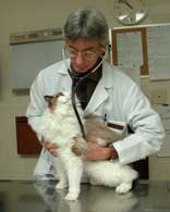 Vet with cat